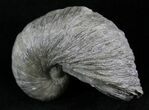 Gryphaea (Devil's Toenail) Fossil Oyster - Jurassic #25967-1